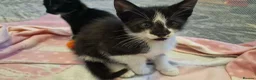 Mixed Breed cats for sale: 8 weeks old kittens ip3 (mum is half maine coon) - Advert 13