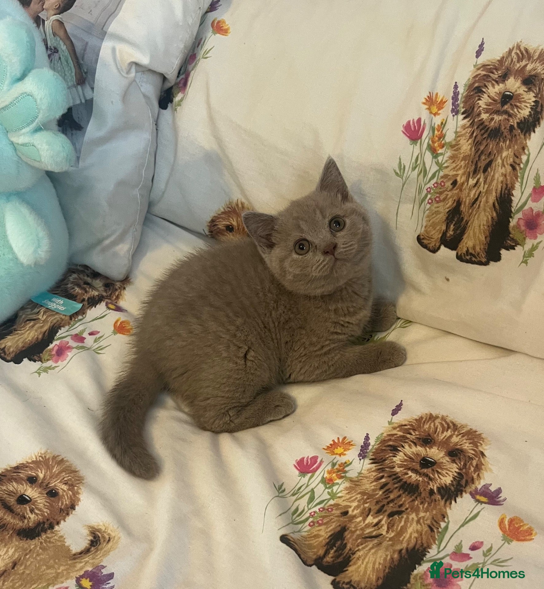 British Shorthair cats 2 Beautiful Bsh Girls READY NOW - Advert 1