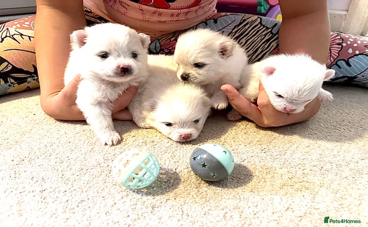Pomeranian dogs - Advert 1