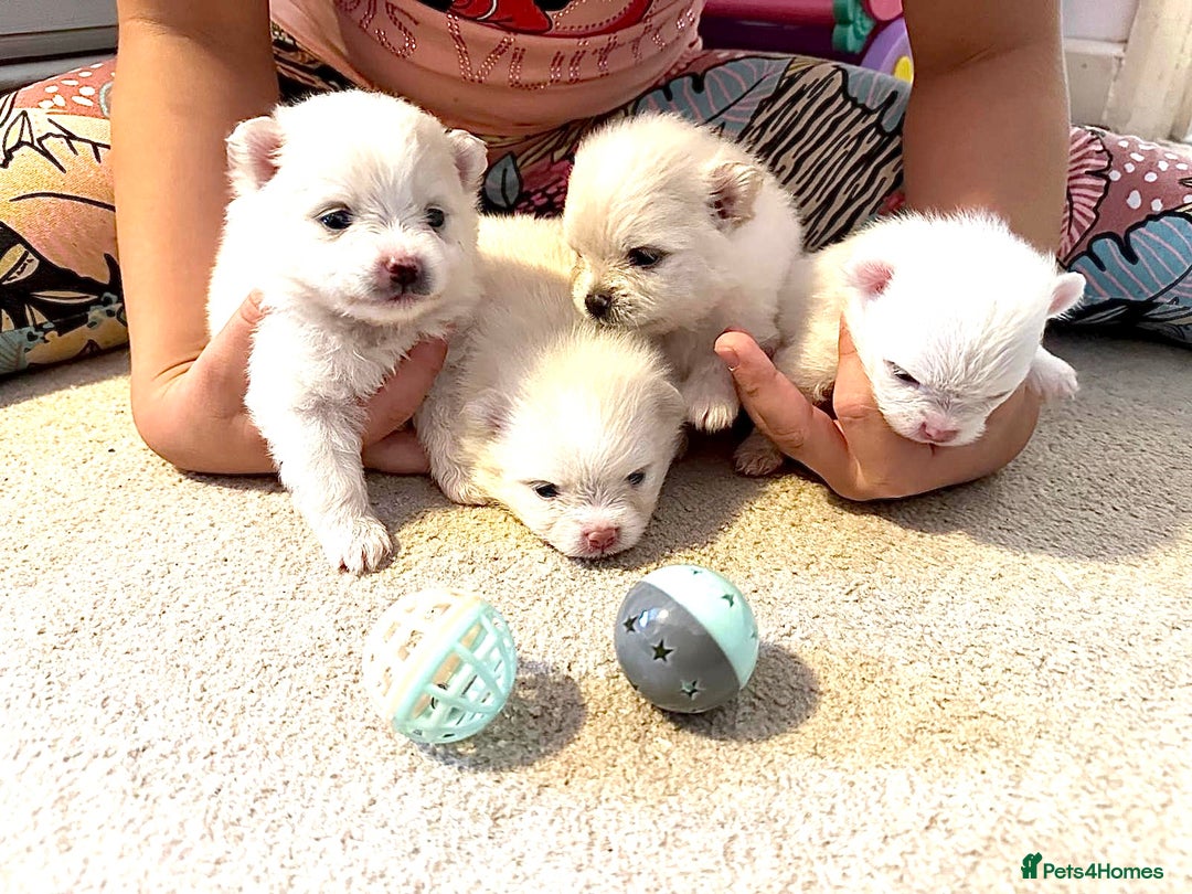 Pomeranian dogs for sale: Your little Pomeranian friend  - Image 1