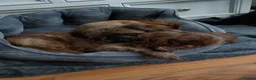 Shih Tzu dogs for sale: Beautiful Imperial Chocolate Shih Tzu Puppies 💓 - Advert 9