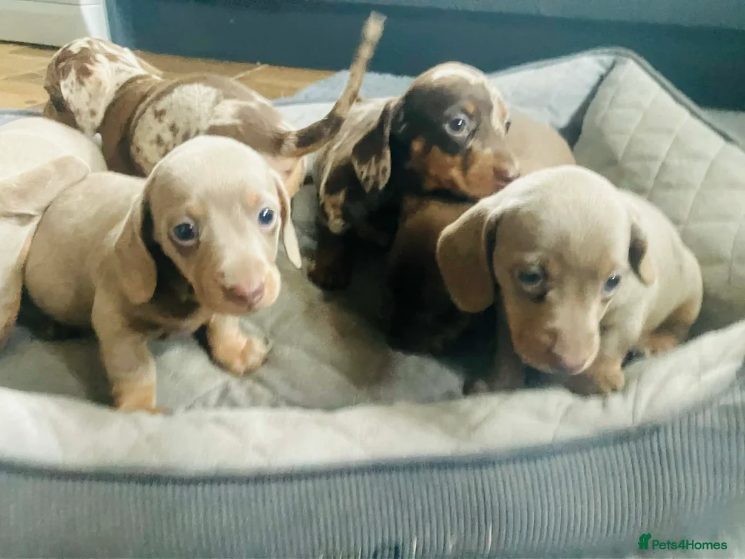 Miniature Dachshund dogs for sale: PRA Cord 1, DM, OI Clear Miniature Dachshund Pups - Advert 20