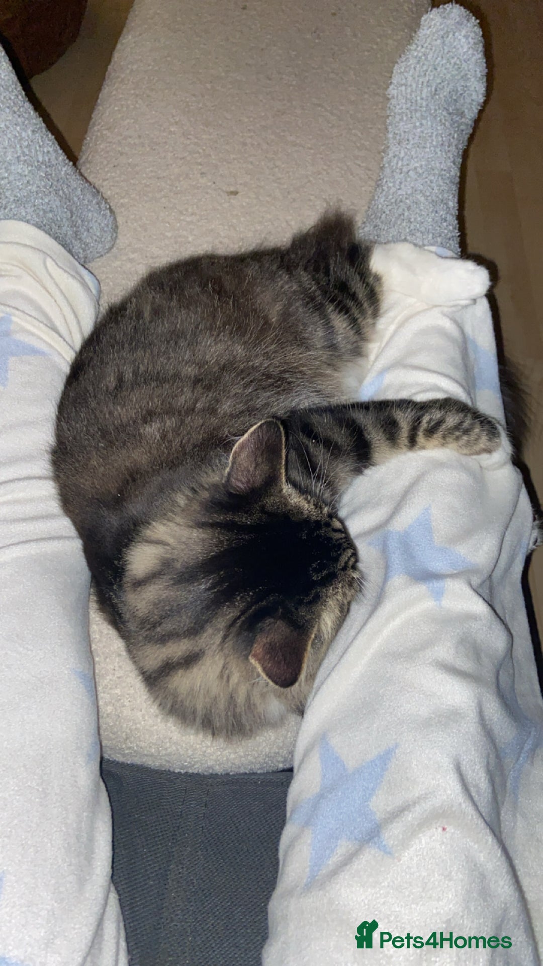 Domestic Shorthair cats for sale: Beautiful kitten  - Advert 2