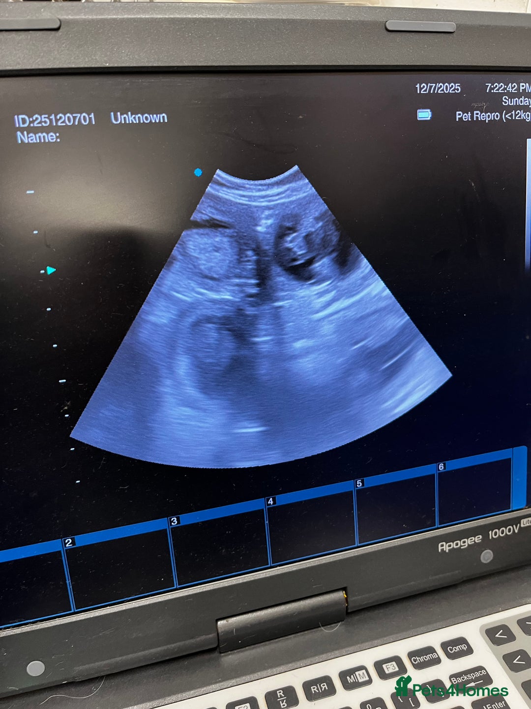 Australian Labradoodle dogs for sale: Multigen Australian Labradoodle Puppies  - Advert 3