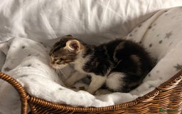 Bengal cats for sale: Bengal kittens ready now - Image 19