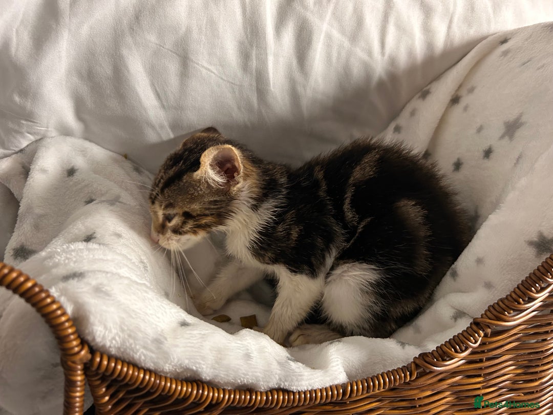 Bengal cats for sale: Bengal kittens ready now - Image 19