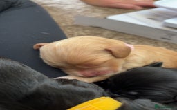 Cocker Spaniel dogs for sale: Cocker spaniel puppies for sale  - Image 26
