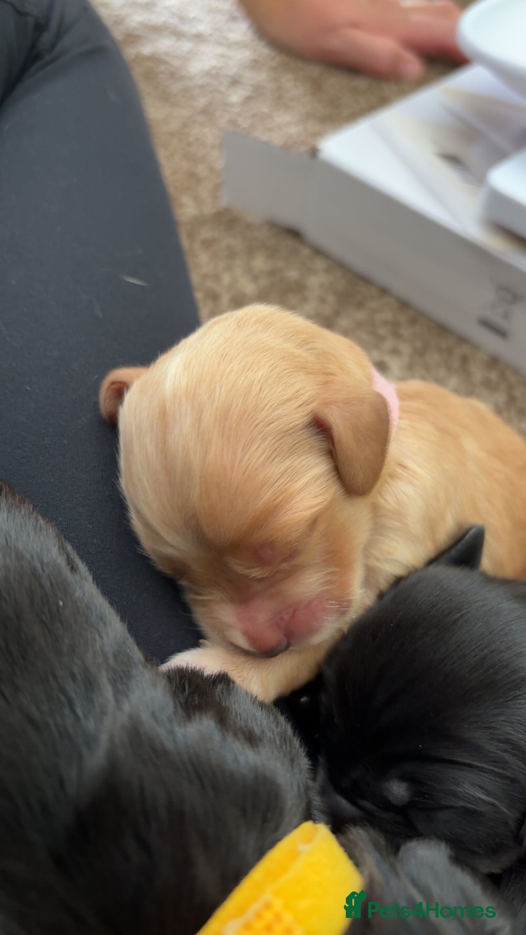 Cocker Spaniel dogs for sale: Cocker spaniel puppies for sale  - Image 26