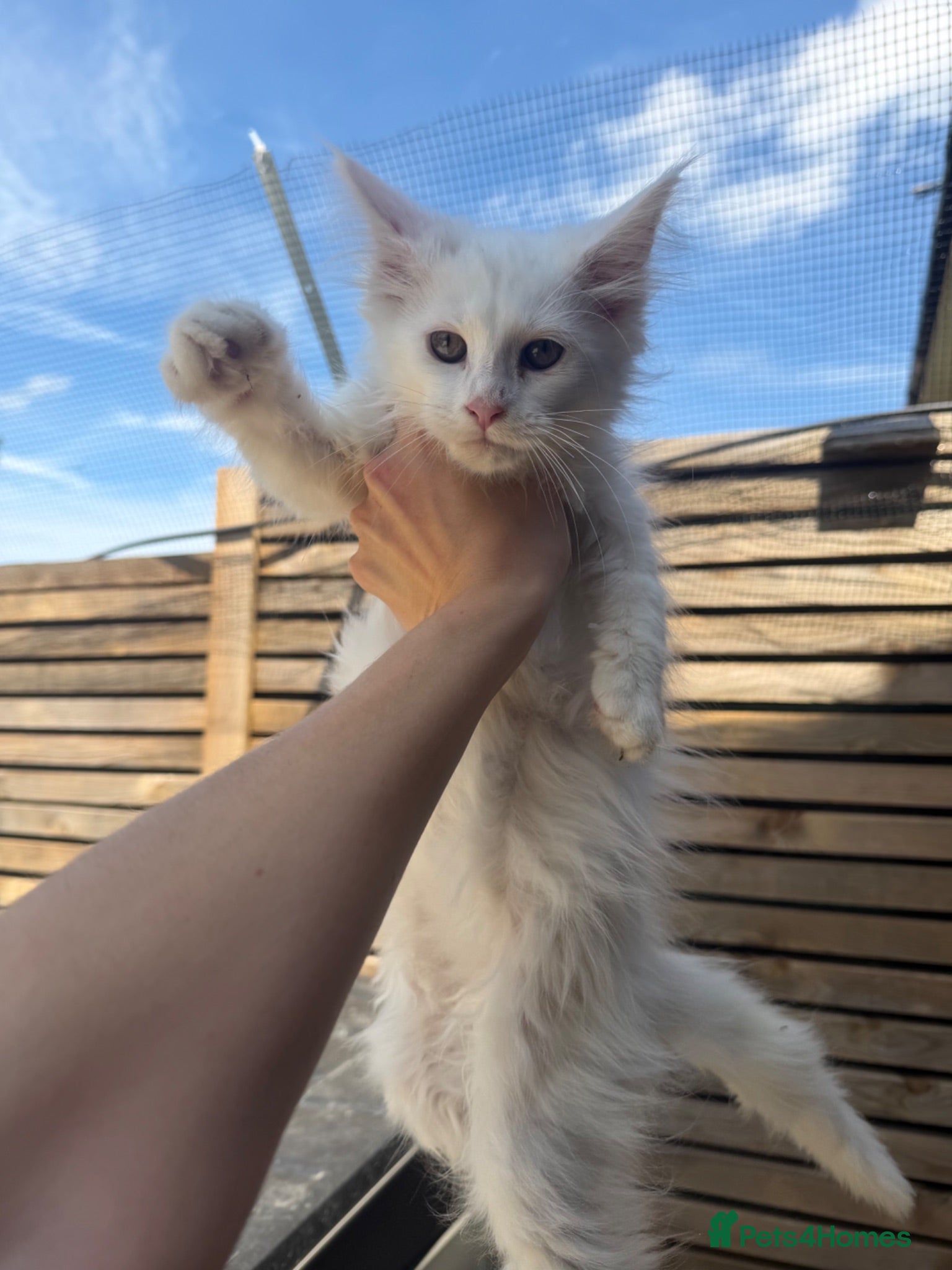 Maine Coon cats  ** n European Maine coon kittens  - Advert 3