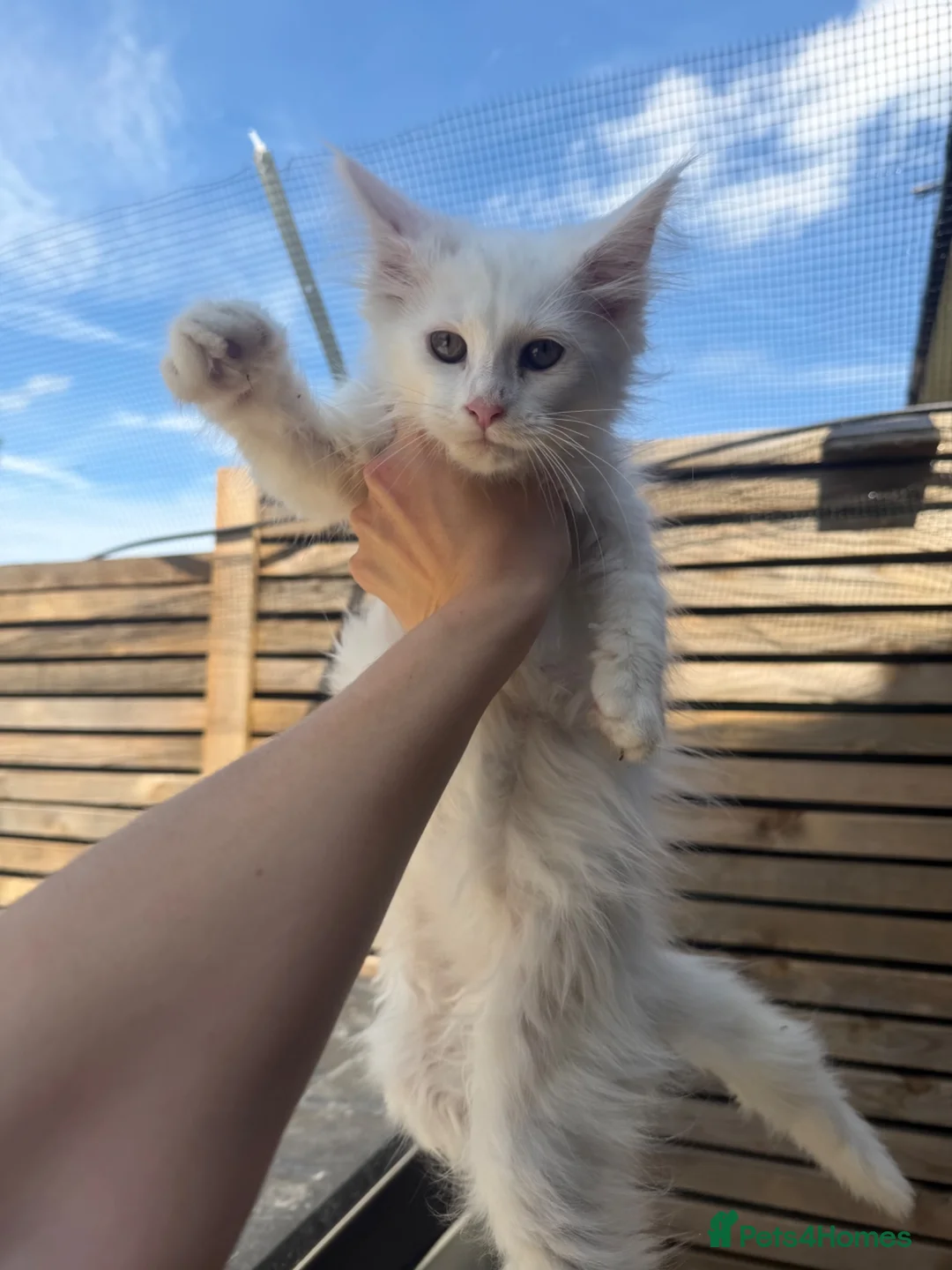 Maine Coon cats for sale:  ** n European Maine coon kittens  in Benfleet - Advert 1