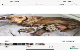 Dachshund dogs for sale: Miniature dacshund - Image 9