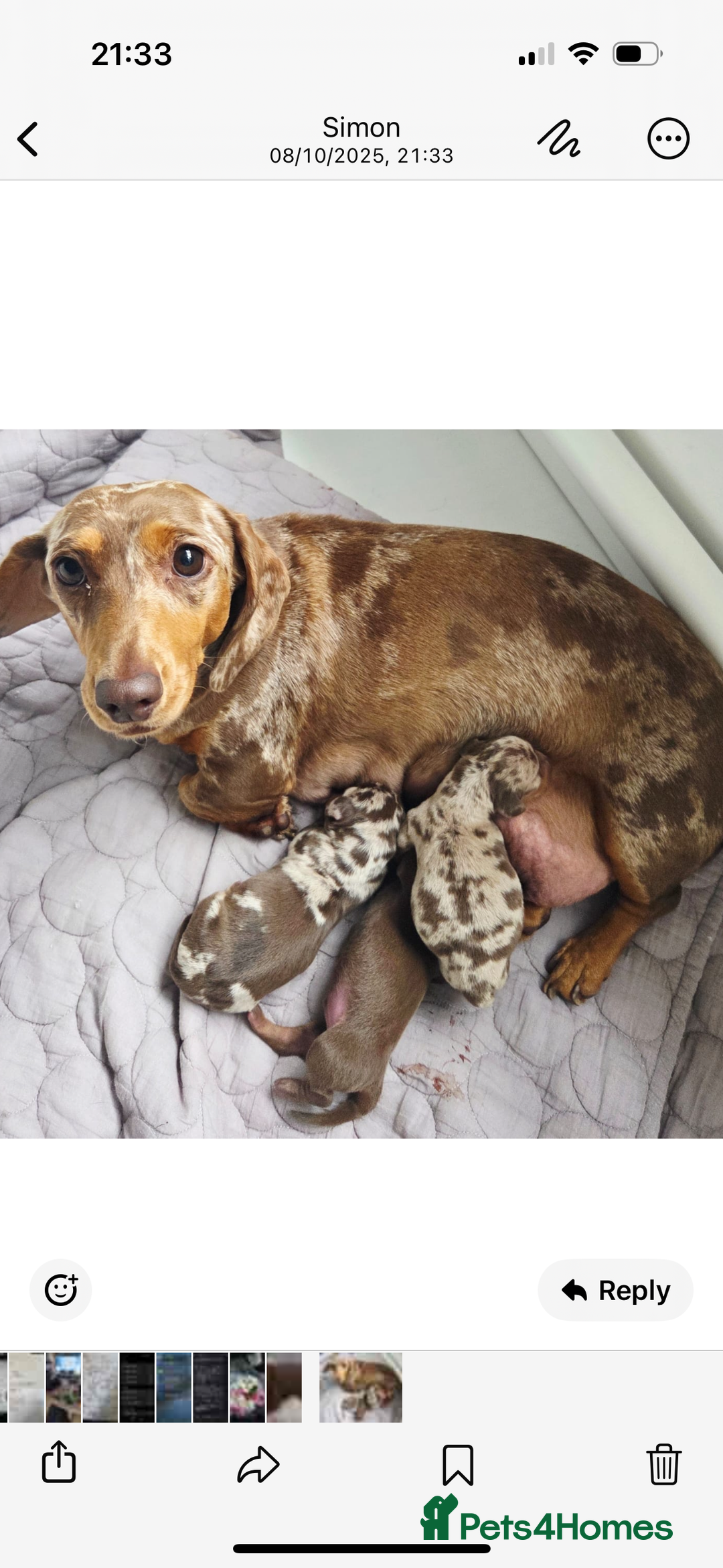 Dachshund dogs for sale: Miniature dacshund - Image 9