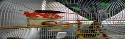 Rat rodents for sale: 2 MALE RATS - Advert 2