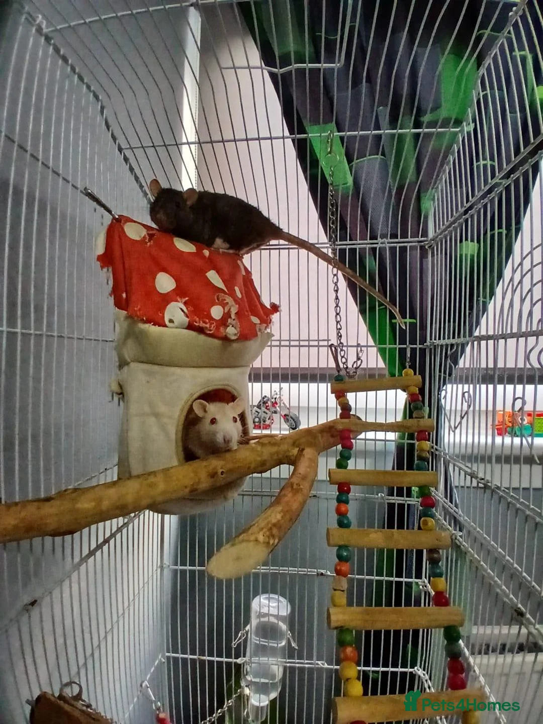 Rat rodents for sale: 2 MALE RATS - Advert 2