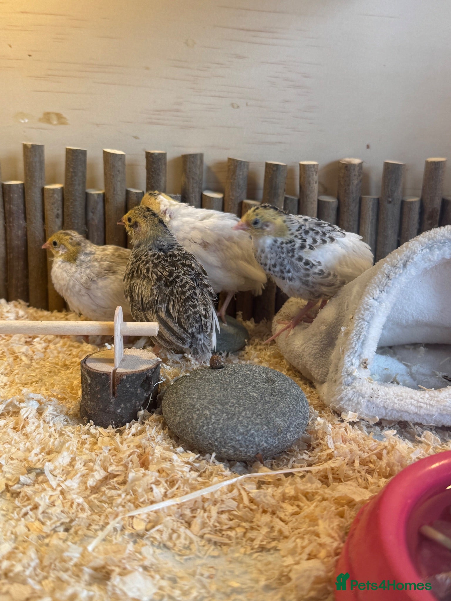 Quail poultry Button quails  - Advert 1