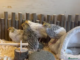 Quail poultry Button quails - Advert 1