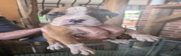 Boxer dogs for sale: Flashy litter of KC registered boxer puppies  - Advert 15