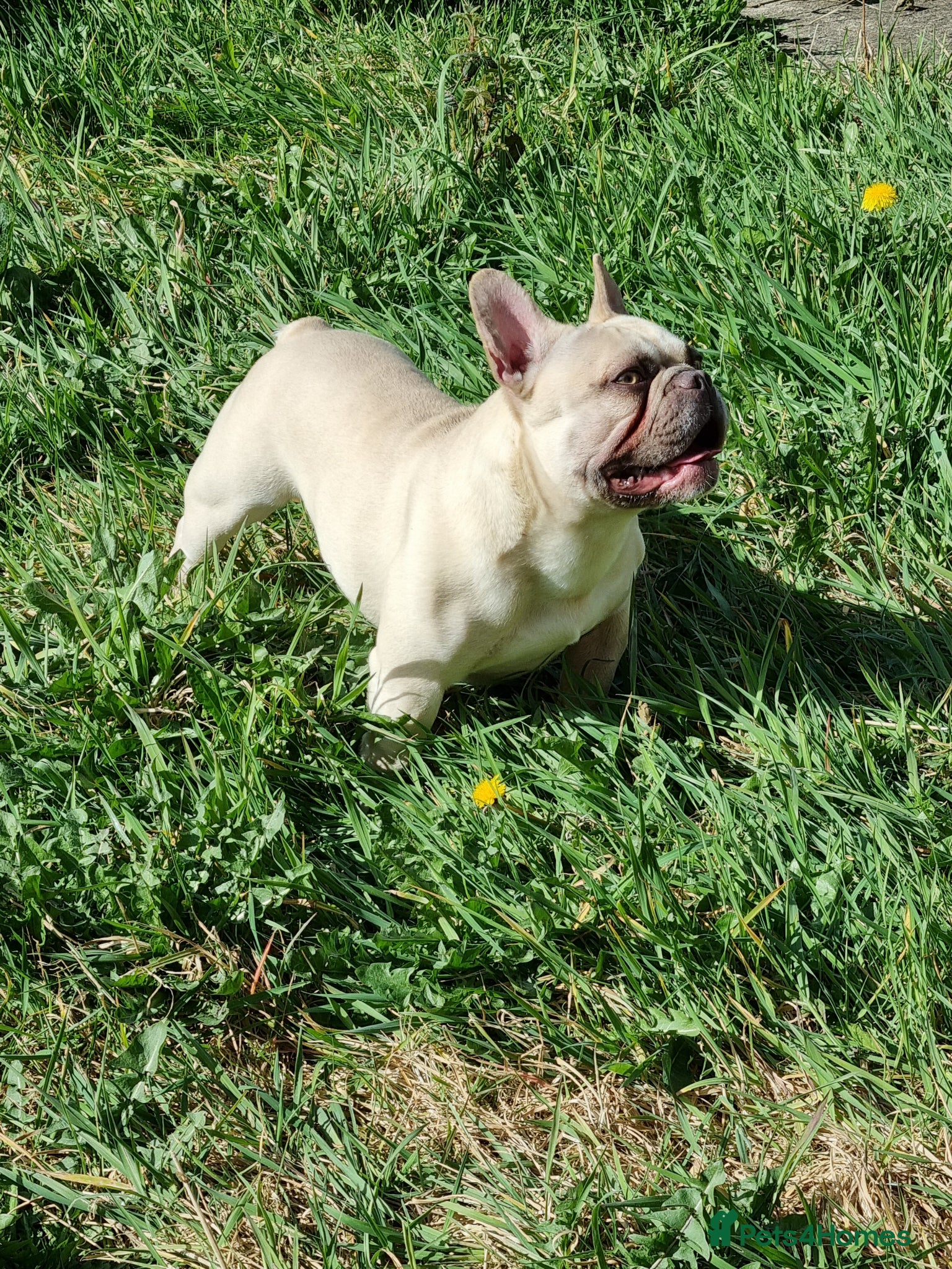 French Bulldog dogs Male French Bulldog for stud  - Advert 1