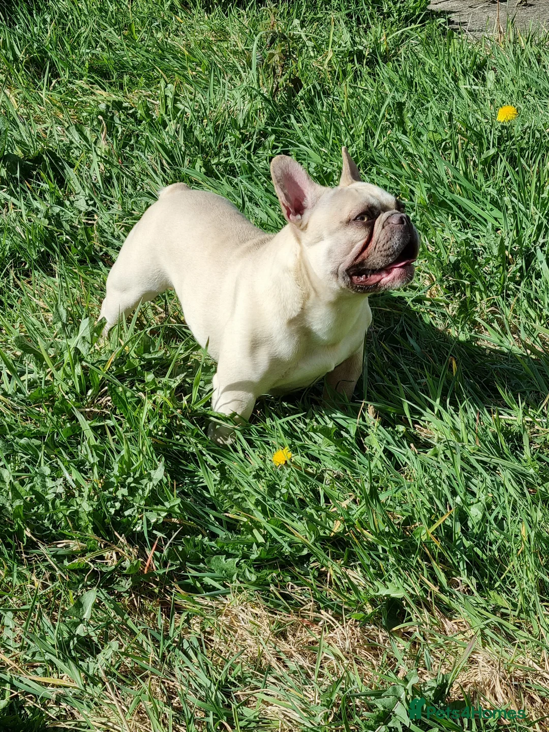 French Bulldog dogs for stud: Male French Bulldog for stud  - Advert 1