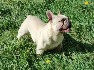 French Bulldog dogs Male French Bulldog for stud - Advert 1