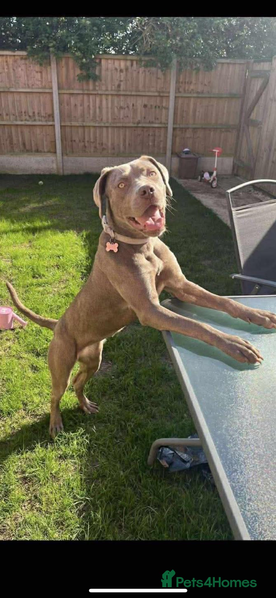 Mixed Breed dogs Darla mastiff x looking for new loving home  - Advert 7