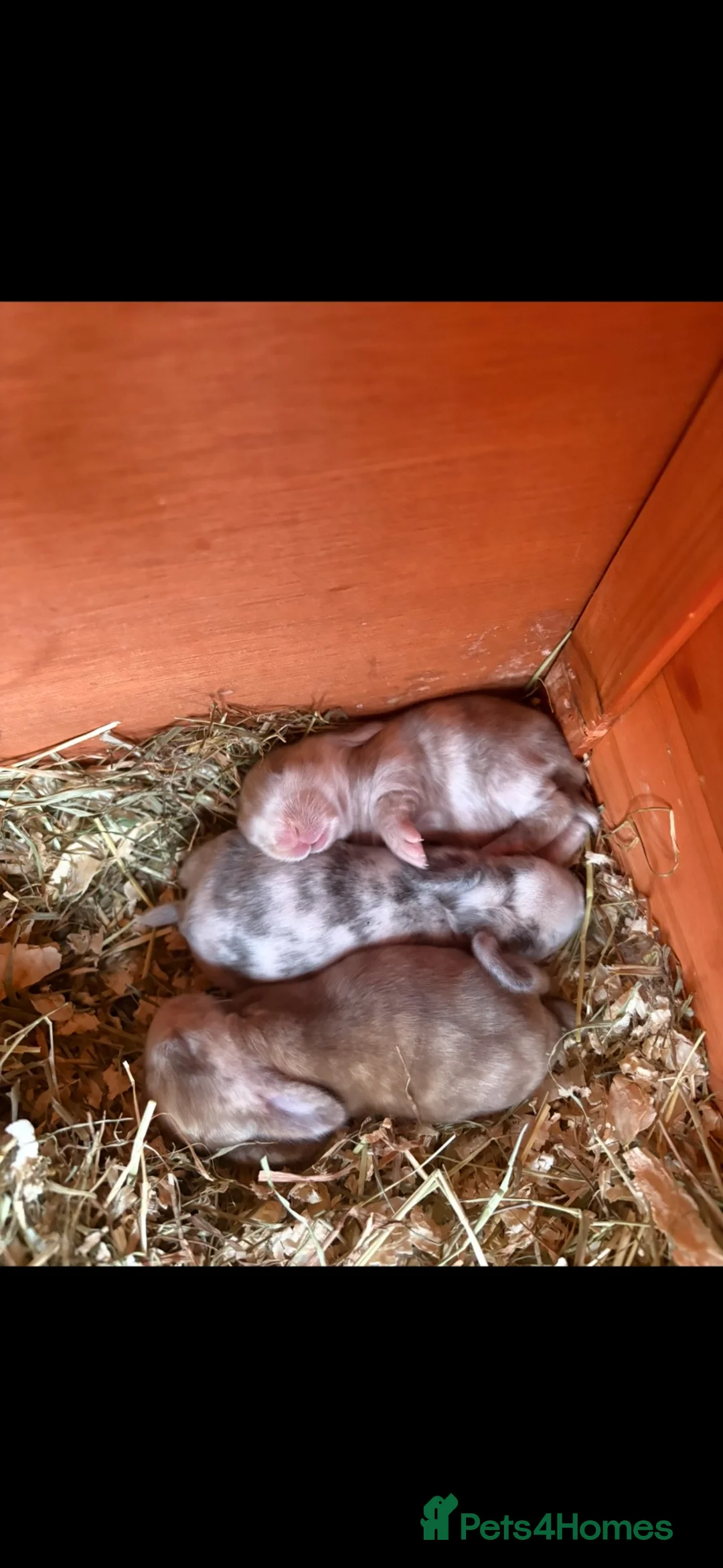 Mini Lop rabbits for sale: Stunning Mini Lop babies  in Hornchurch - Advert 2