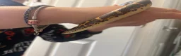 Boa Snake reptiles for sale: Kenyan Sand Boa Snake  in Weymouth - Advert 2