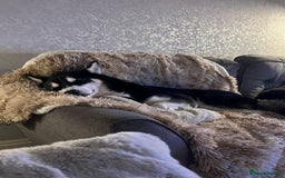 Mixed Breed dogs for sale: Siberian Husky/Border Collie cross - Advert 4