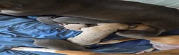 Whippet dogs for sale: Stunning small KC registered whippets  - Advert 15