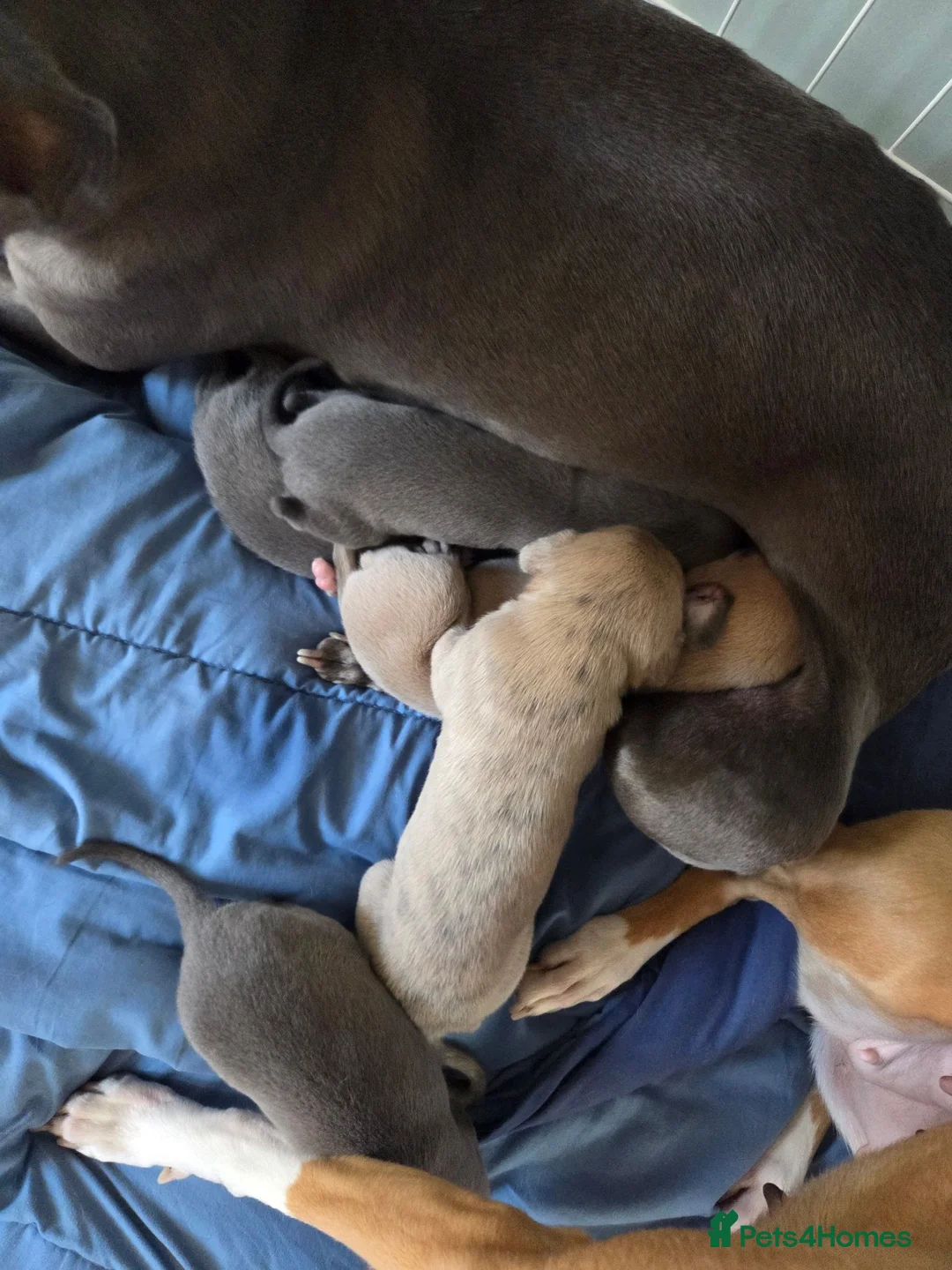Whippet dogs for sale: Stunning small KC registered whippets  - Advert 15