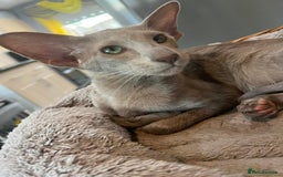 Oriental cats for sale: Gccf registered lilac girl spayed  - Image 4