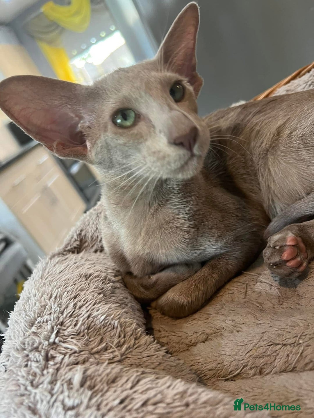 Oriental cats for sale: Gccf registered lilac girl spayed  - Image 4