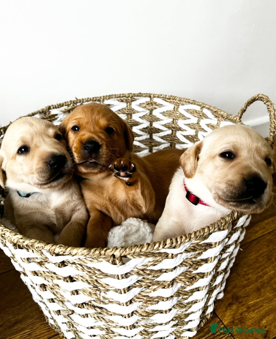 Labrador Retriever dogs for sale: Champion Bloodlines KC Labrador Retriever Puppies - Image 3