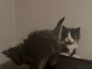 Mixed Breed cats Grey and white longhaired ragdoll x kitten - Advert 12