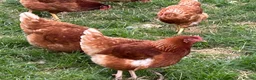 Chickens poultry for sale: Brown hens  - Advert 1