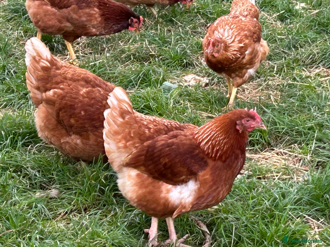 Chickens poultry for sale: Brown hens  - Advert 1