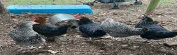 Chickens poultry for sale: Hybrid laying birds  - Advert 3