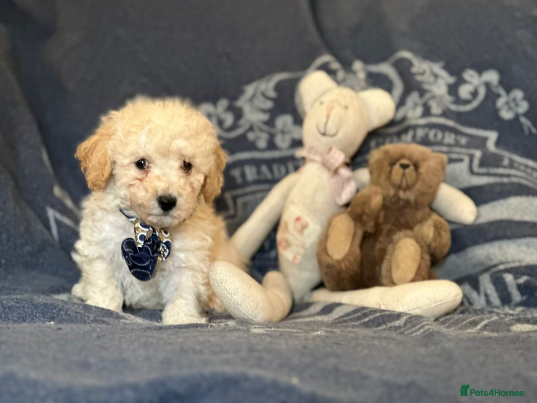 Poochon dogs for sale: Superb litter of Poochon's  - Advert 14