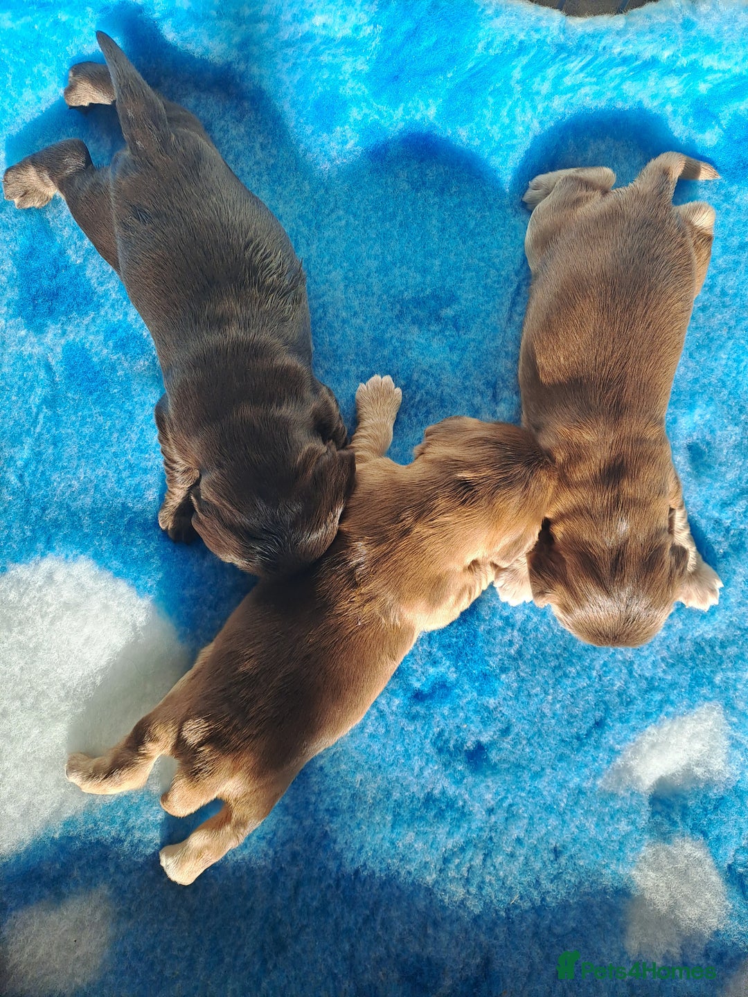Cocker Spaniel dogs for sale: Quality Show Cocker Spaniel Puppies  - Advert 3