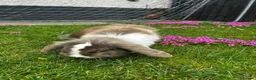 Mixed Breed rabbits for sale: Lion head and mini lop baby rabbits - Advert 16