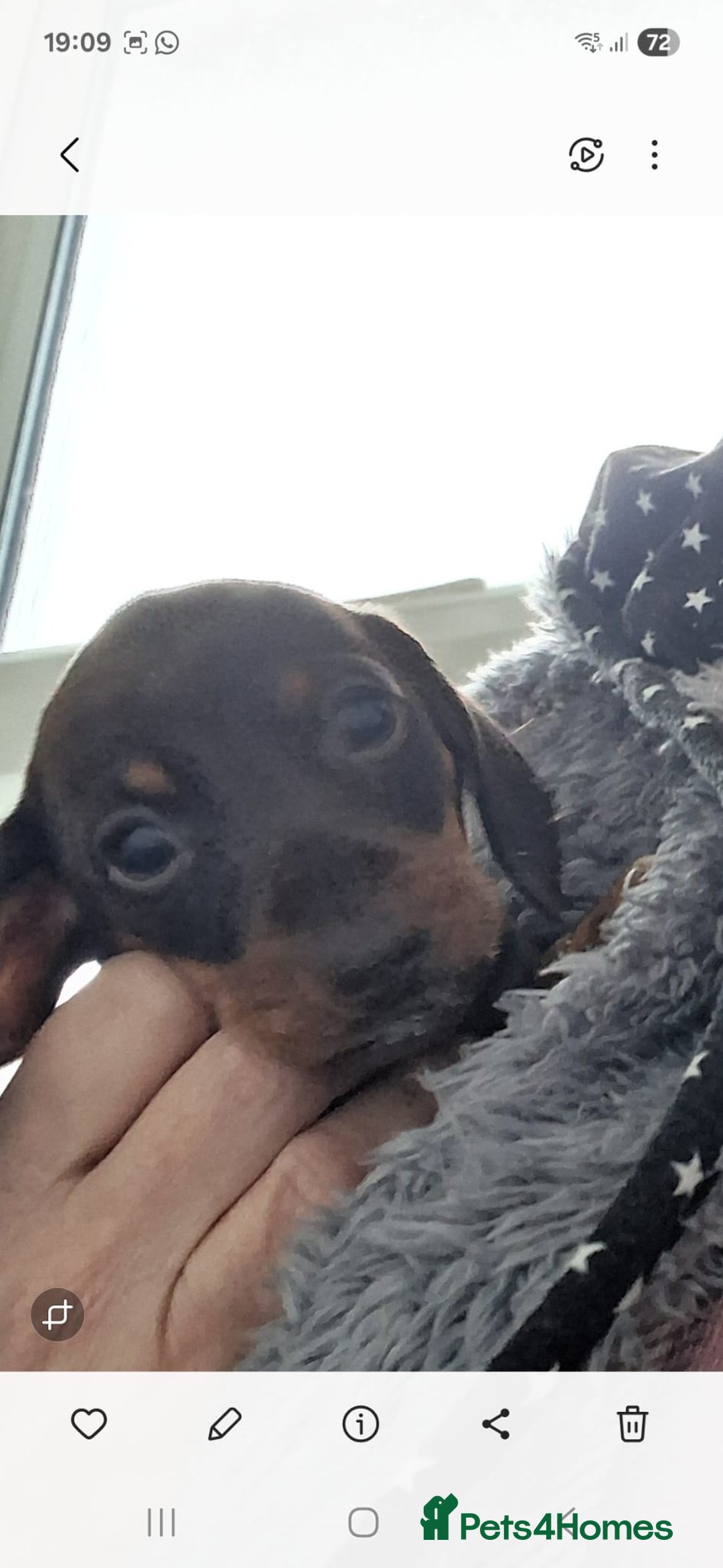 Miniature Dachshund dogs for sale: Miniature dachshund  - Advert 4
