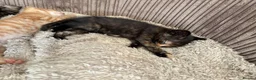 Mixed Breed cats for sale: 3 beautiful purebred tortoiseshell kittens  - Advert 4