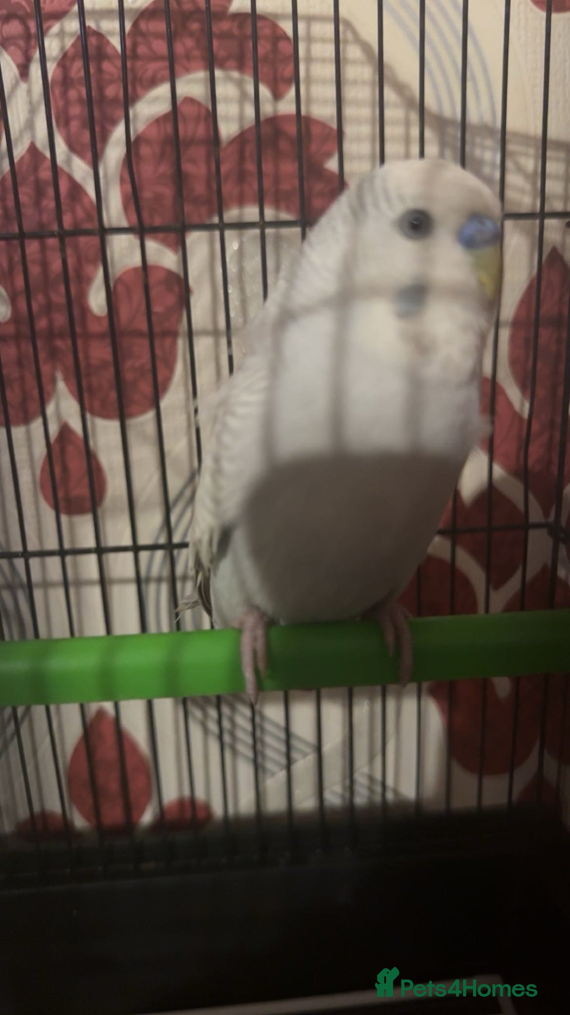 Budgerigars birds Baby grey budgie - Advert 1