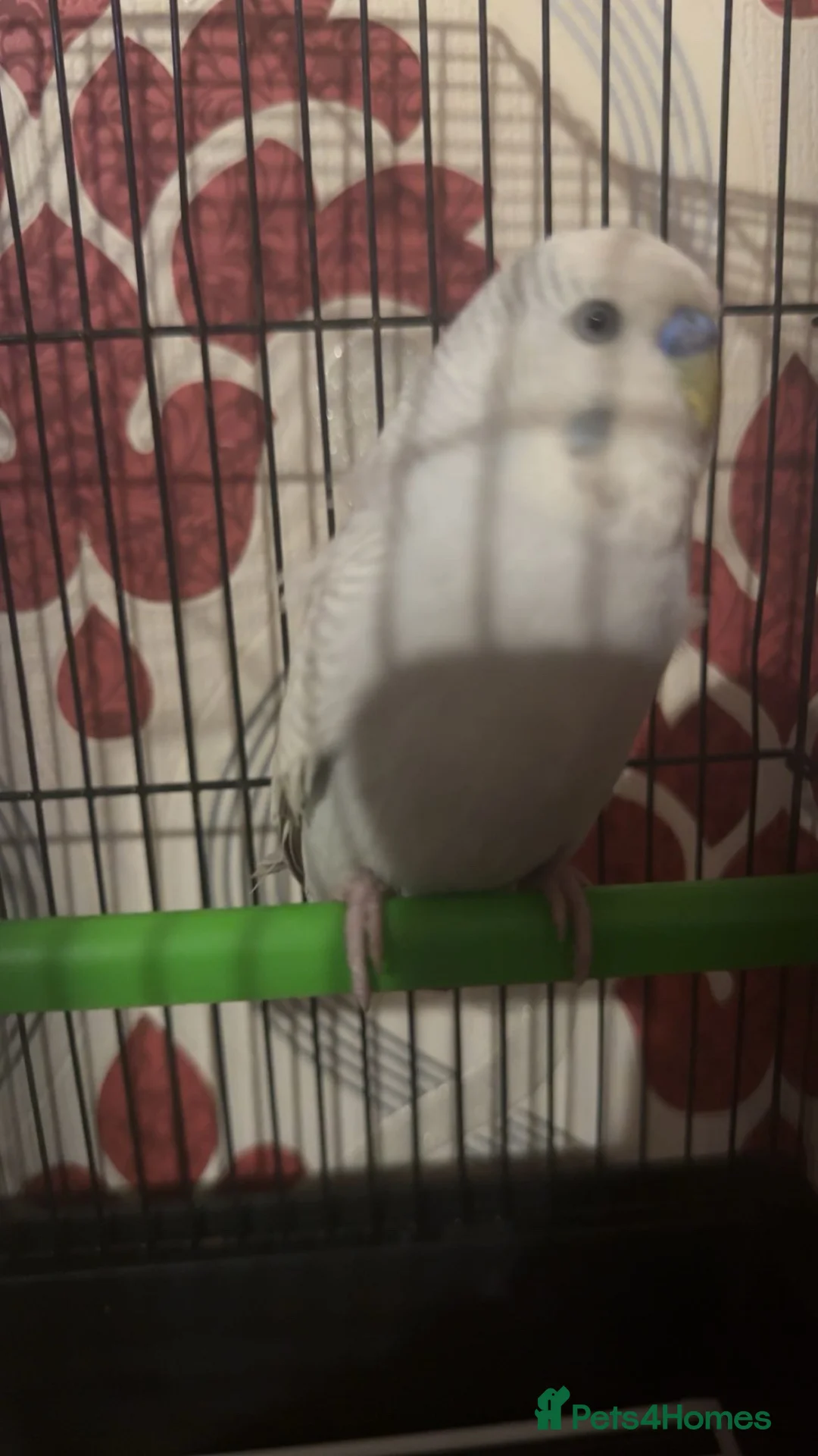 Budgerigars birds for sale: Baby grey budgie - Advert 1