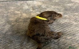 Cockapoo dogs for sale: 5 ⭐️ Cockapoo Puppies for 5 ⭐️ homes only - Image 14