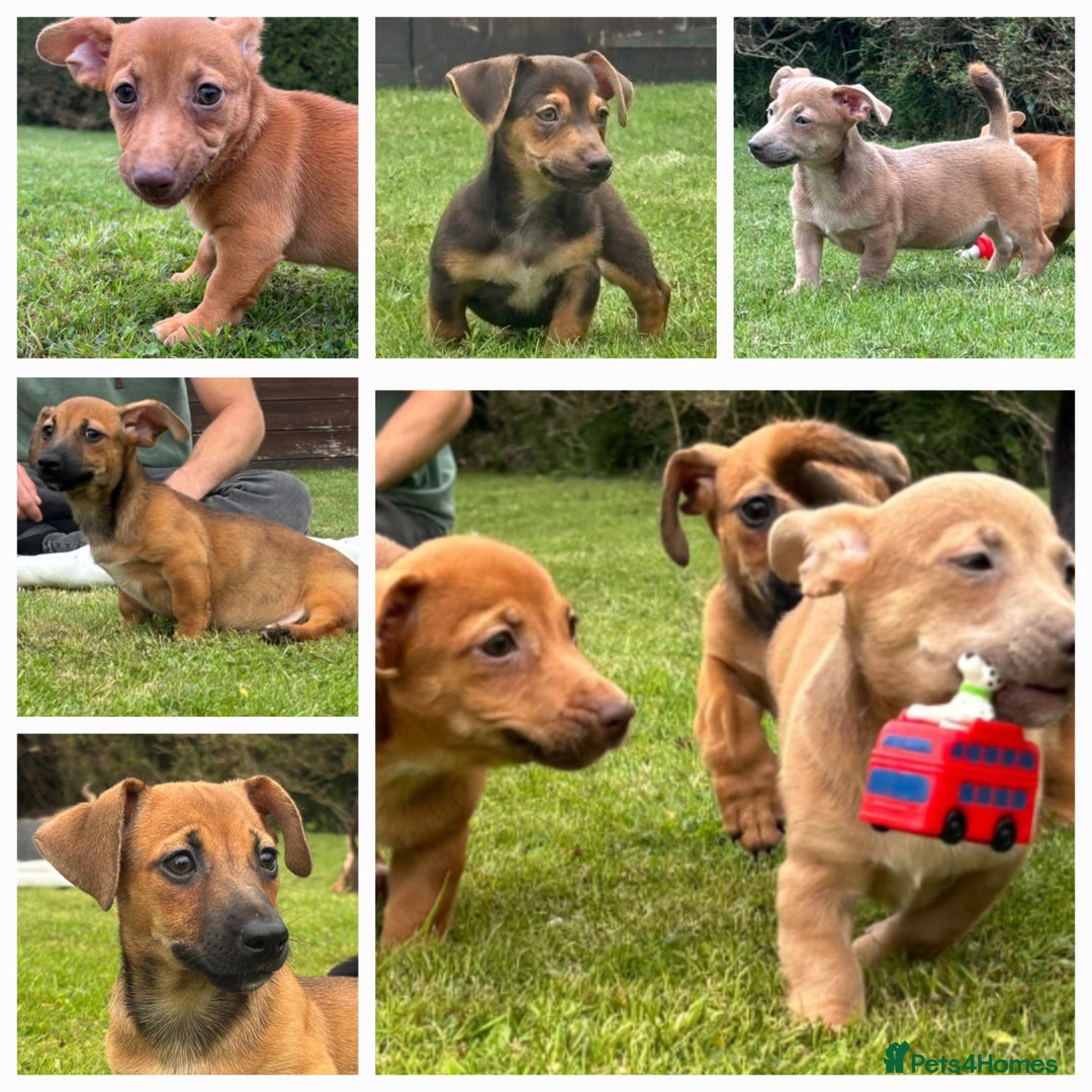 Jack Russell dogs for sale: rare coloured jack russel terriers - Image 7