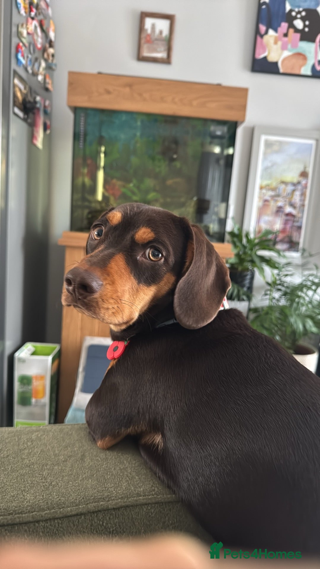 Mixed Breed dogs for sale: Miniature Dashund x  - Image 1