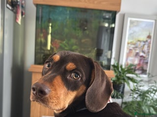 Mixed Breed dogs - Advert 4
