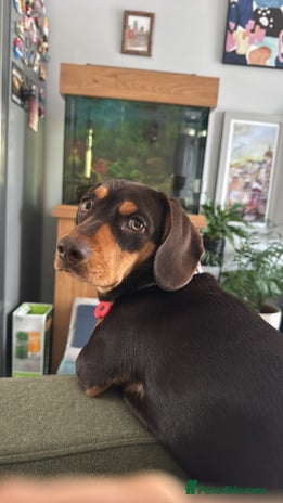 Mixed Breed dogs - Advert 9