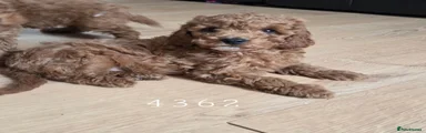 Cavapoo 3